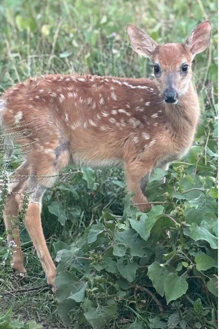 Rescued fawn ordered to be euthanized by Michigan’s Dept of Natural Resources draws public outrage