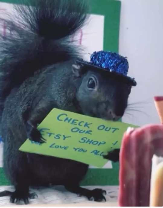 Internet sensation Peanut the Squirrel seized by New York state officials and euthanized Internet sensation Peanut the Squirrel seized by New York state officials and euthanized