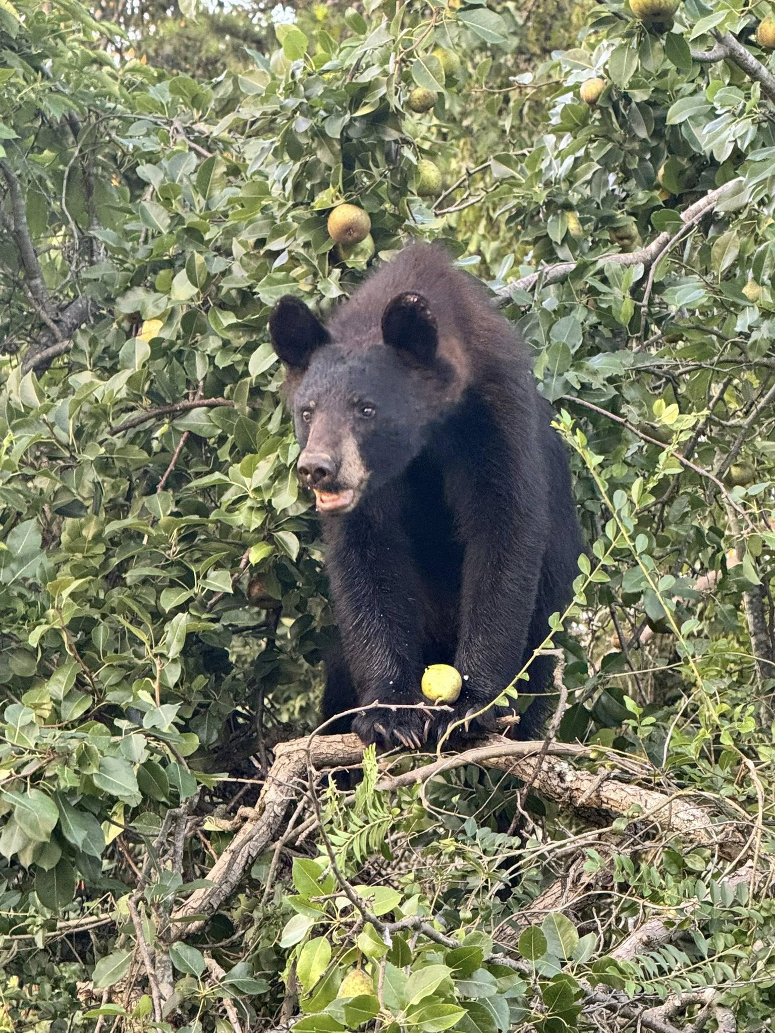 Heartwarming: Black bear in a pear tree delights homeowners for days