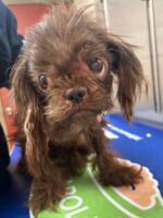 Broken little pup finds her way to compassionate rescuers