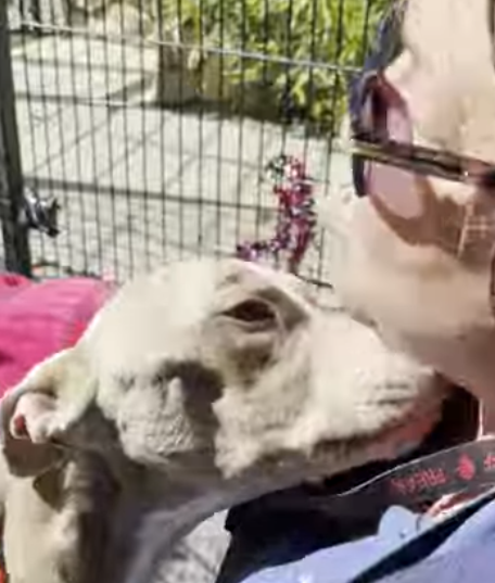 Sweetest shelter dog little more than skeleton just wanting to be loved has long road to recovery Sweetest shelter dog little more than skeleton just wanting to be loved has long road to recovery