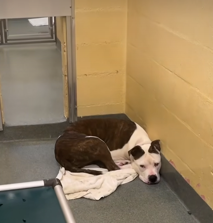 ‘They never came’: Sweet and loving Penelope’s family left her at shelter