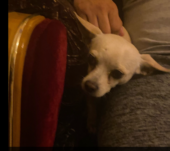 Family in disbelief mourning death of their Chihuahua after dispute with neighbor Family in disbelief mourning death of their Chihuahua after dispute with neighbor
