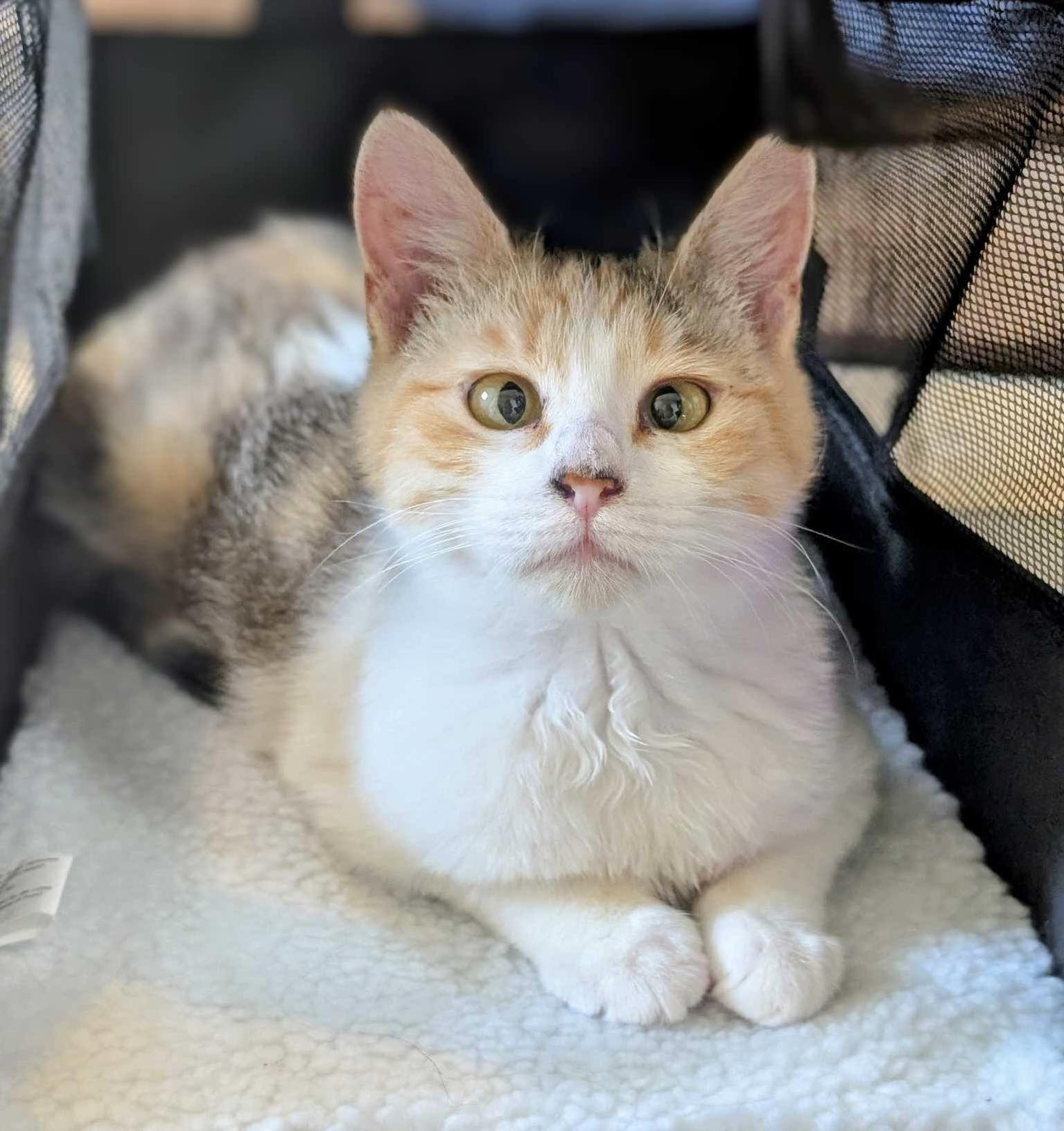 UPDATE: Beloved Pepper the cat booted out of local library and now up for adoption UPDATE: Beloved Pepper the cat booted out of local library and now up for adoption
