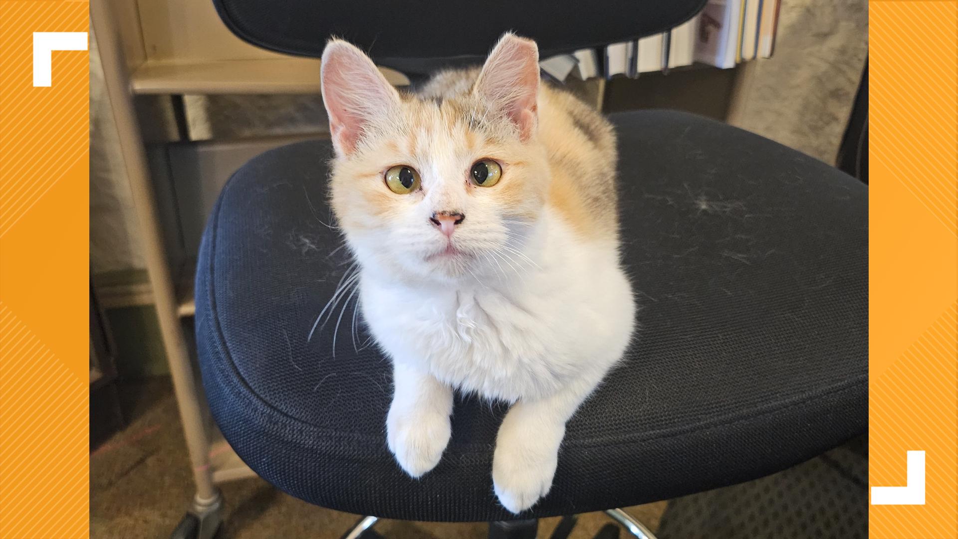 Pepper the beloved library cat ordered by judge to turn in her library card and leave Pepper the beloved library cat ordered by judge to turn in her library card and leave