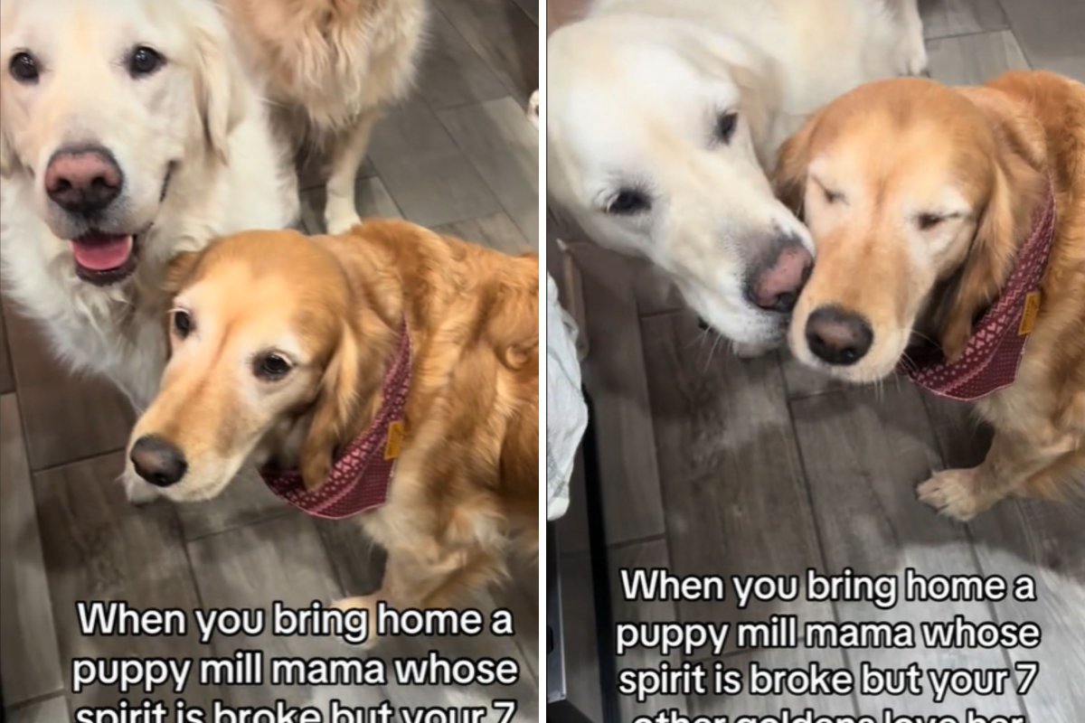Heartbroken rescue dog ‘limp and frozen in fear’ welcomed with love by family dogs helping her to heal Heartbroken rescue dog ‘limp and frozen in fear’ welcomed with love by family dogs helping her to heal