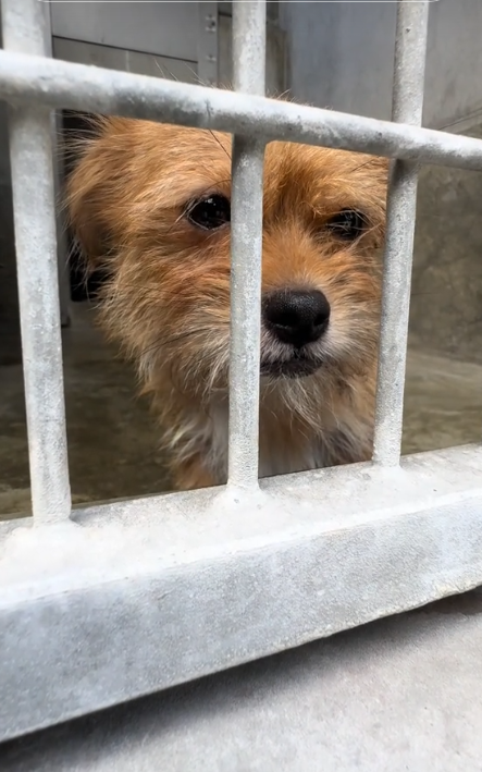 Shelter pup ‘so so TINY’ Perlita has tears in her eyes as she waits for her hero