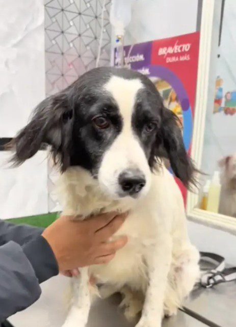 Hero pup in Peru saved family after stick of dynamite thrown into yard and dog bit into fuse