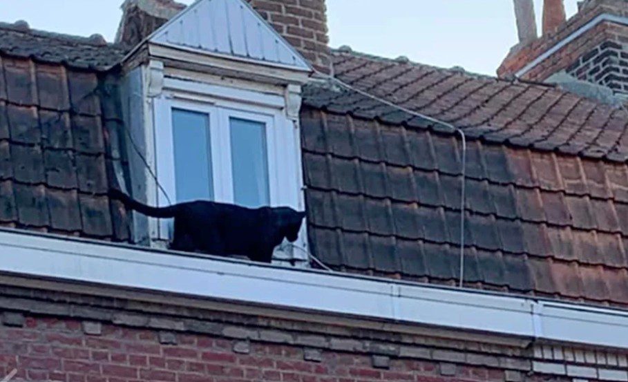 French couple who kept black panther as pet in apartment sentenced for keeping wild animal French couple who kept black panther as pet in apartment sentenced for keeping wild animal