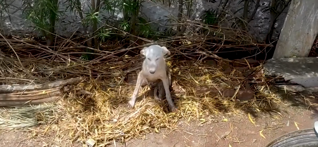 Same difference: Angel with broken wing and puppy with broken leg