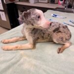Rescued: Pint-sized emaciated puppy ‘Petey’ unable to use back legs