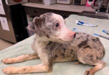 Rescued: Pint-sized emaciated puppy ‘Petey’ unable to use back legs