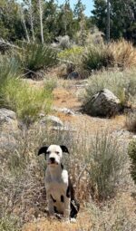 Abandoned puppy in desert miraculously survives predatory animal attack thanks to kindest rescuers