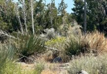 Abandoned puppy in desert miraculously survives predatory animal attack thanks to kindest rescuers