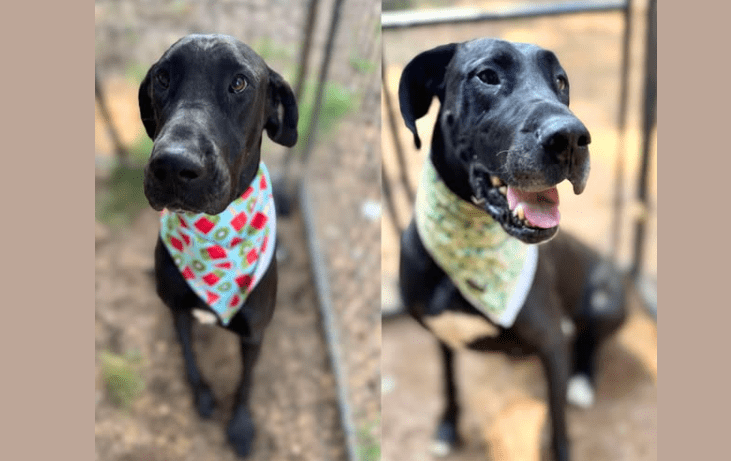 Two Great Danes left to roam threatened by farmer for chasing cattle overlooked and forgotten until rescuers stepped up