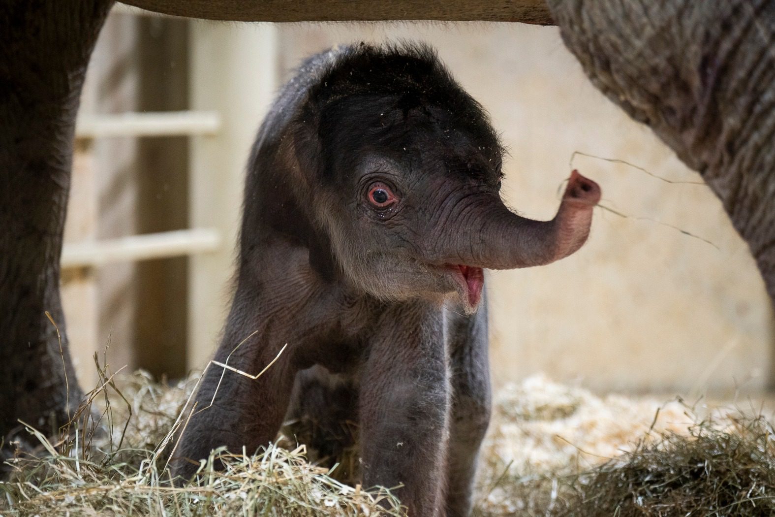 Oh my! Baby elephant born at Columbus Zoo and boy is he cute