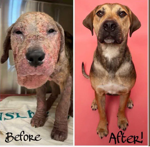 From terribly rough start Phoenix has blossomed into loving pup and now dreams of a home