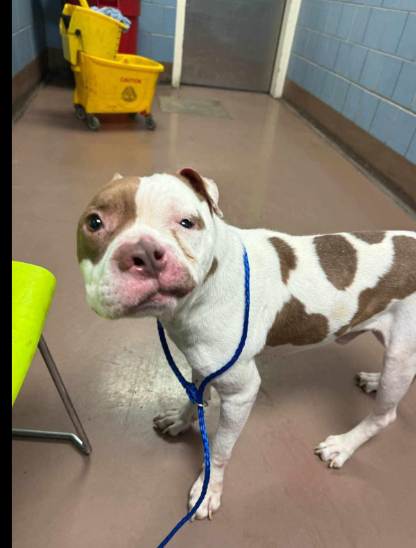 Dog with facial deformities and walks with wide gait in his back end winning hearts online Dog with facial deformities and walks with wide gait in his back end winning hearts online
