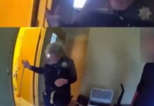 Dog abandoned in empty house likely survived ‘by eating cookies’