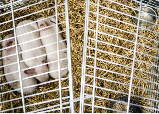 3 piglets planned to be starved for ‘art’ at Denmark gallery have vanished