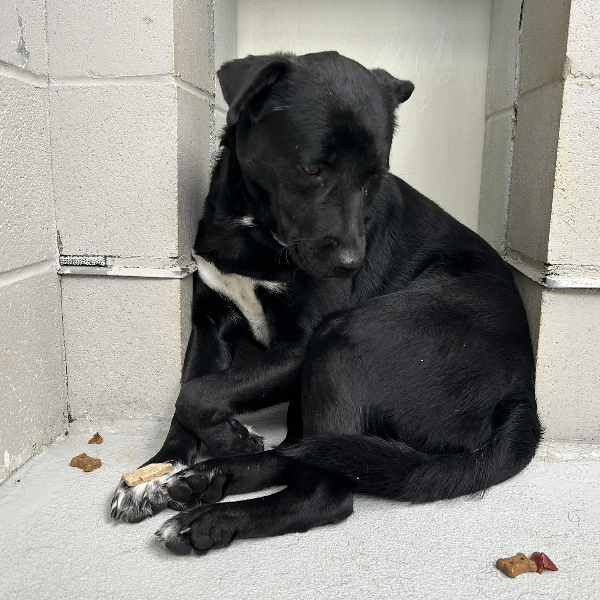 Heartbreaking: Compassionate volunteers sit with terrified shelter pup to gain his trust