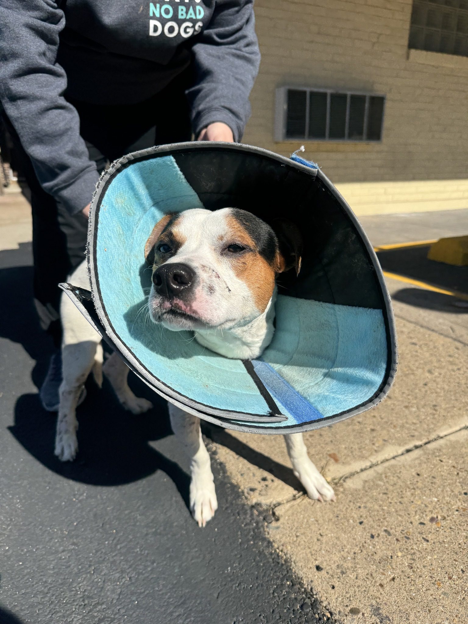 Pup abandoned in warehouse covered in wounds rescued by kind stranger