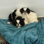Pima authorities rescue 100 animals that spent their lives in wire cages with barely enough food or water Pima authorities rescue 100 animals that spent their lives in wire cages with barely enough food or water