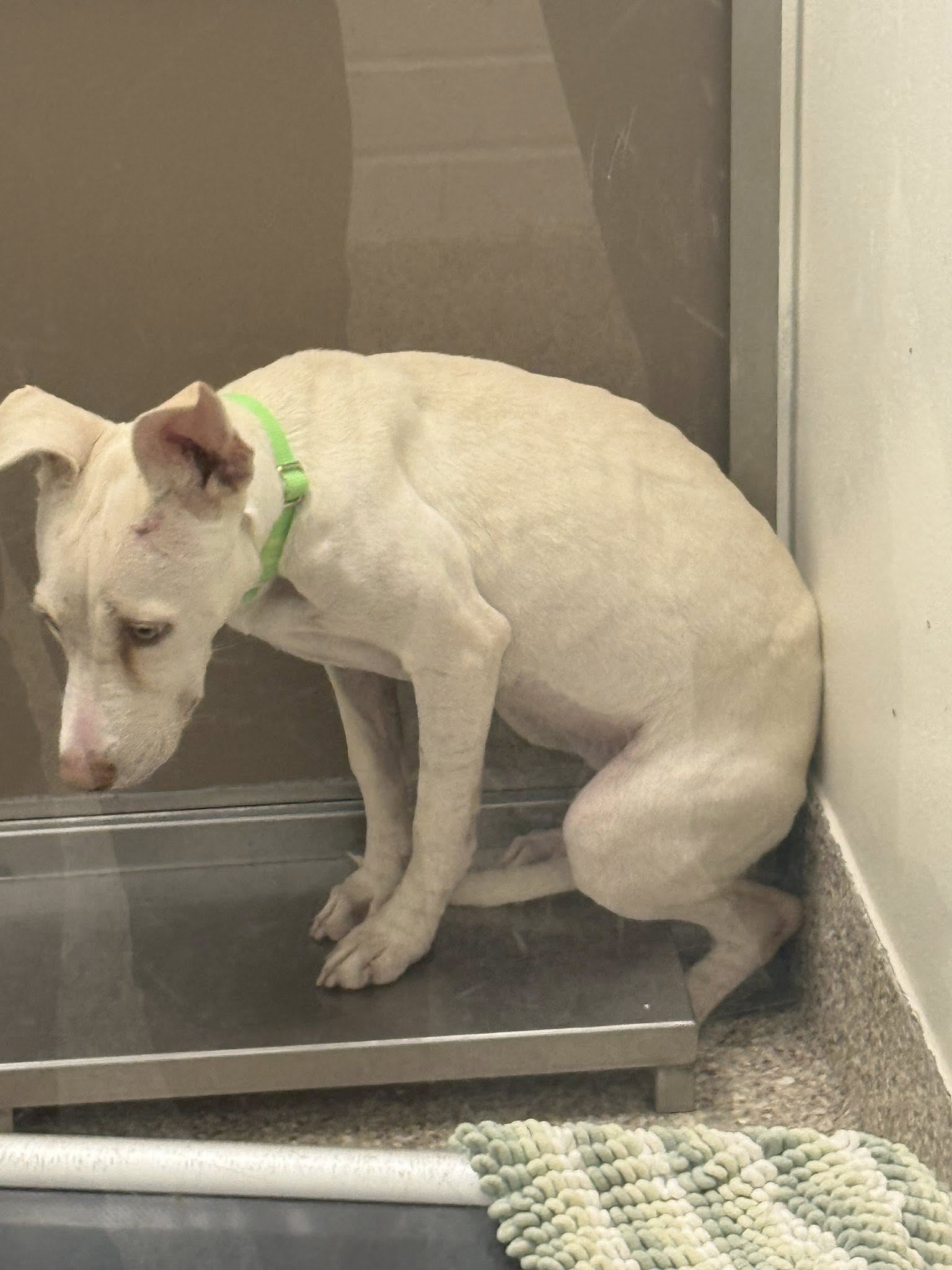 Special and unique shelter dog hoping to go home: Astoria is hermaphrodite