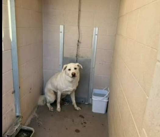 Heartbreaking: Dog desperately chased after owner after dumped in parking lot at shelter