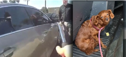 Pinellas sheriff deputies smash window to save life of dog left in 120 degree car for half-hour