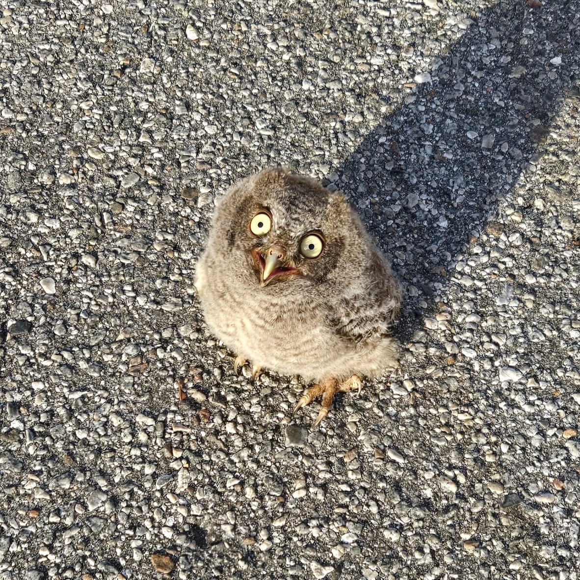 Florida detective stops to help orphaned owlet in parking lot in path of vehicle traffic