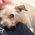 Neglected old pup found wandering alone looked more like forgotten little lamb that had somehow survived Neglected old pup found wandering alone looked more like forgotten little lamb that had somehow survived