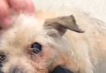Neglected old pup found wandering alone looked more like forgotten little lamb that had somehow survived