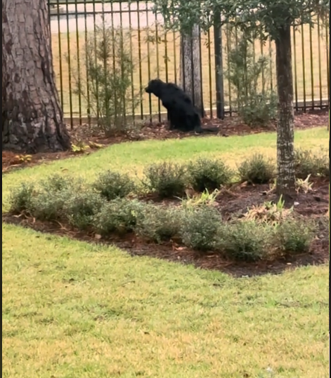Lonely rescue dog just happy to play with neighbor dogs even if on the other side of fence