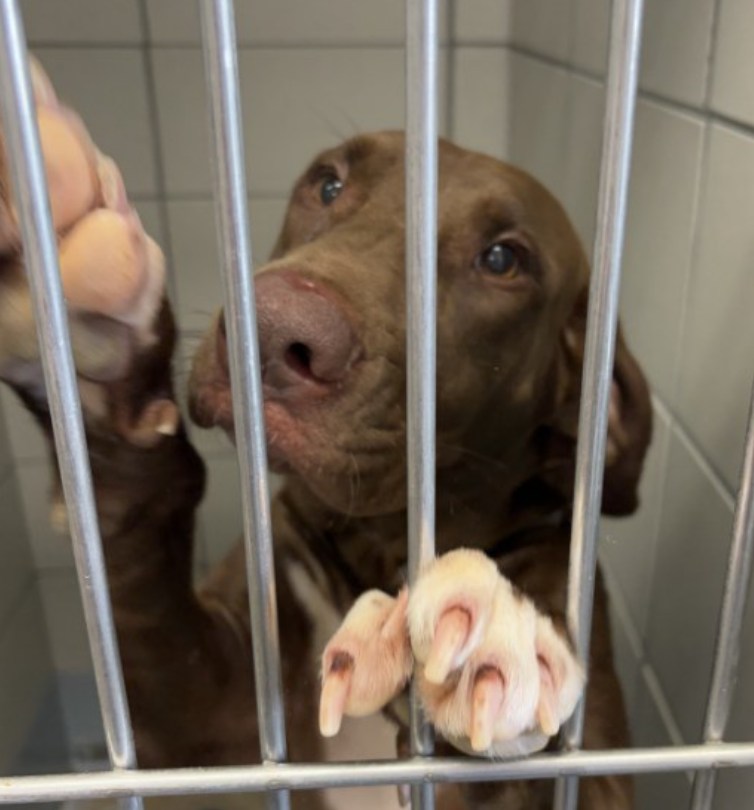 Sweetest Weimaraner puppies beg for freedom and loving homes to spare their lives at Texas shelter Sweetest Weimaraner puppies beg for freedom and loving homes to spare their lives at Texas shelter
