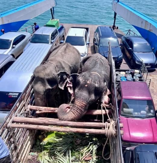 Chained tourism elephants starving and feared to be sold rescued after huge efforts succeed