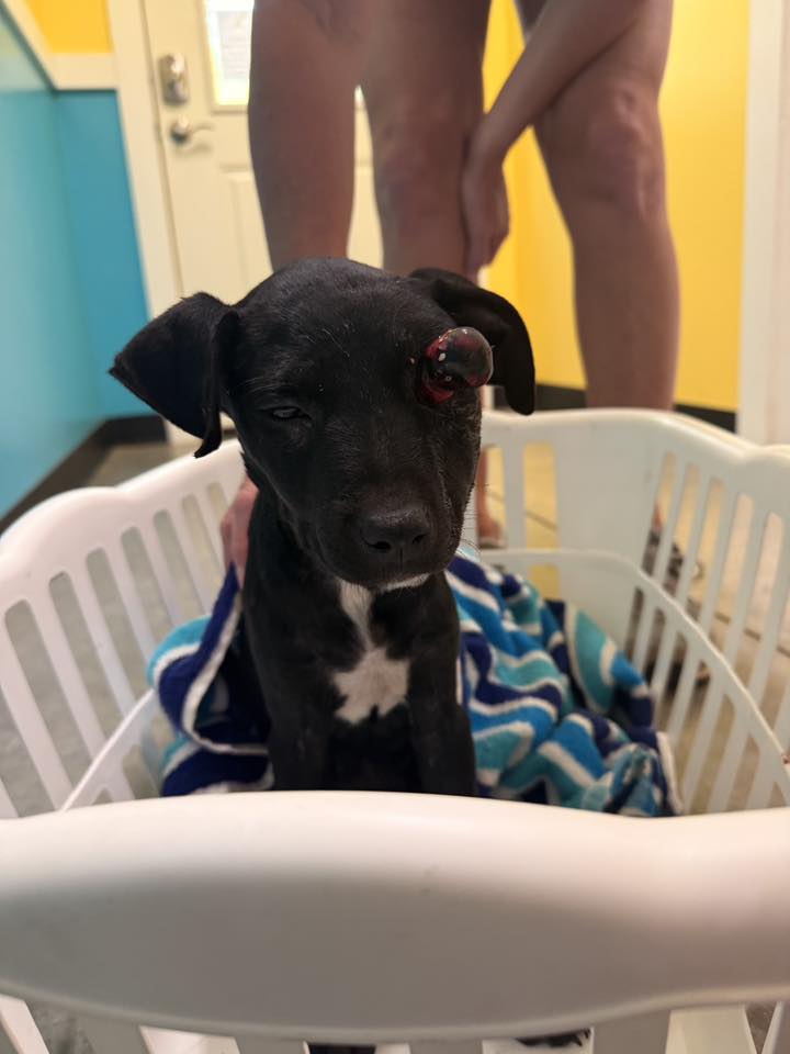 Four month old puppy that survived attack arrived at shelter in laundry basket ready to begin new life