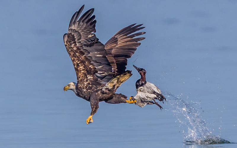 Virginia man sentenced to 1 day in jail for poisoning 20 young bald eagles to keep them from eating ducks he wanted to shoot for sport Virginia man sentenced to 1 day in jail for poisoning 20 young bald eagles to keep them from eating ducks he wanted to shoot for sport