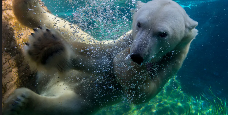 San Diego Zoo visitors worried about lethargic polar bear seen on viral video