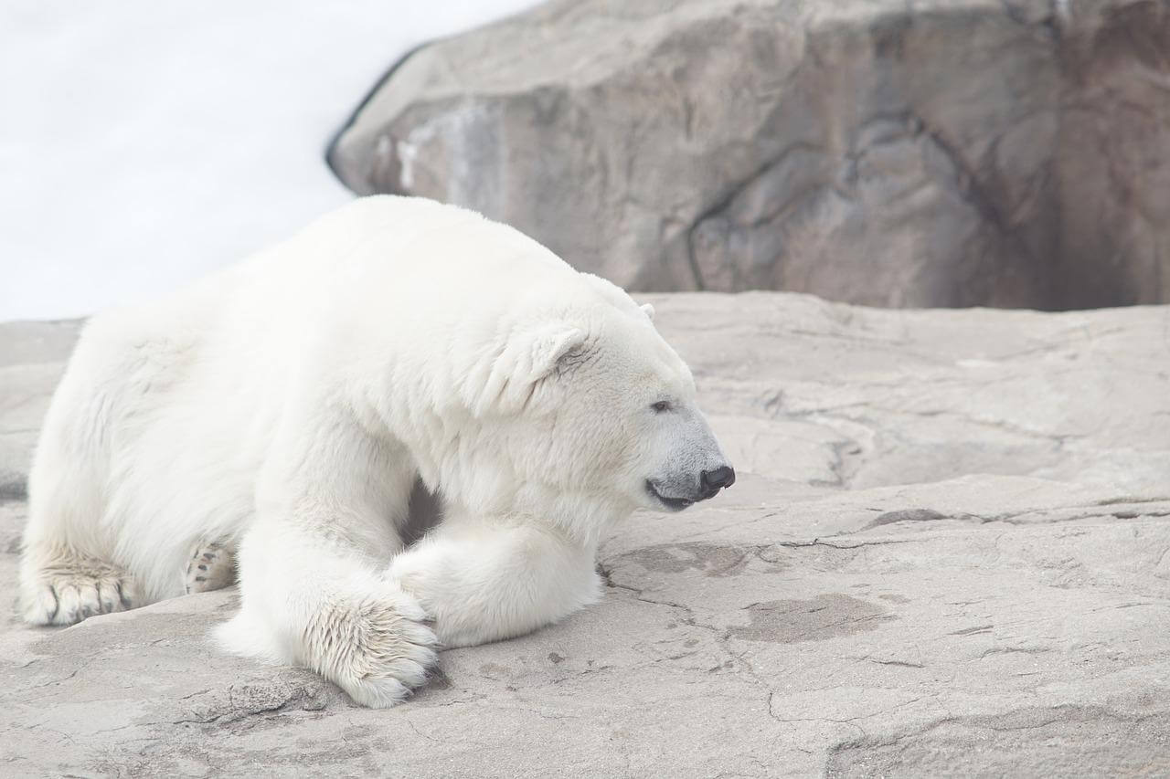 Polar bear Pixabay