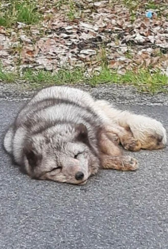 Polar fox escaped from zoo in Germany only to stop for a nap in the middle of the road