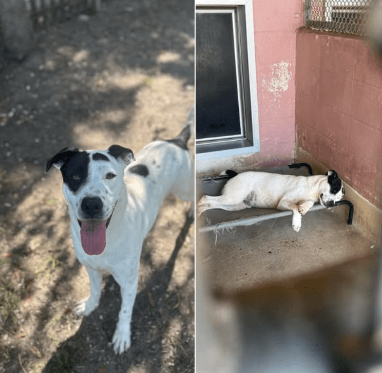 Shelter pup was excited thinking he was going to meet his new family but they changed their mind Shelter pup was excited thinking he was going to meet his new family but they changed their mind