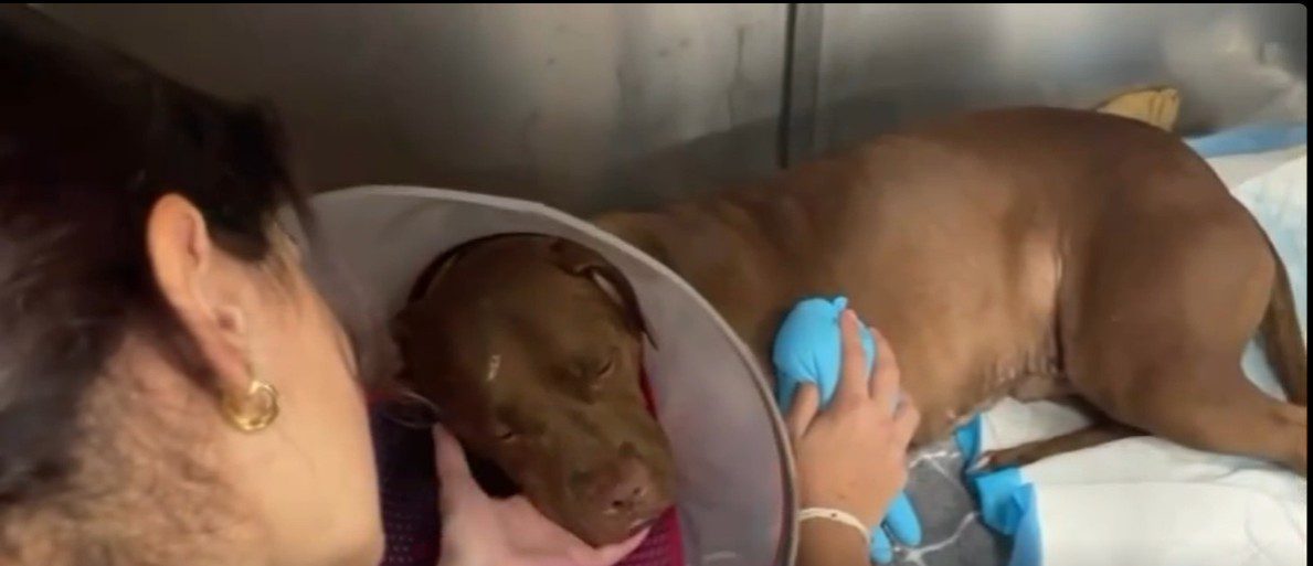 Heartbreaking: Bullet tears through shoulder of mom dog found on floor of home caring for her puppies
