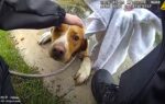 Dog stuck in golf course pond pulled to safety by police officers Dog stuck in golf course pond pulled to safety by police officers
