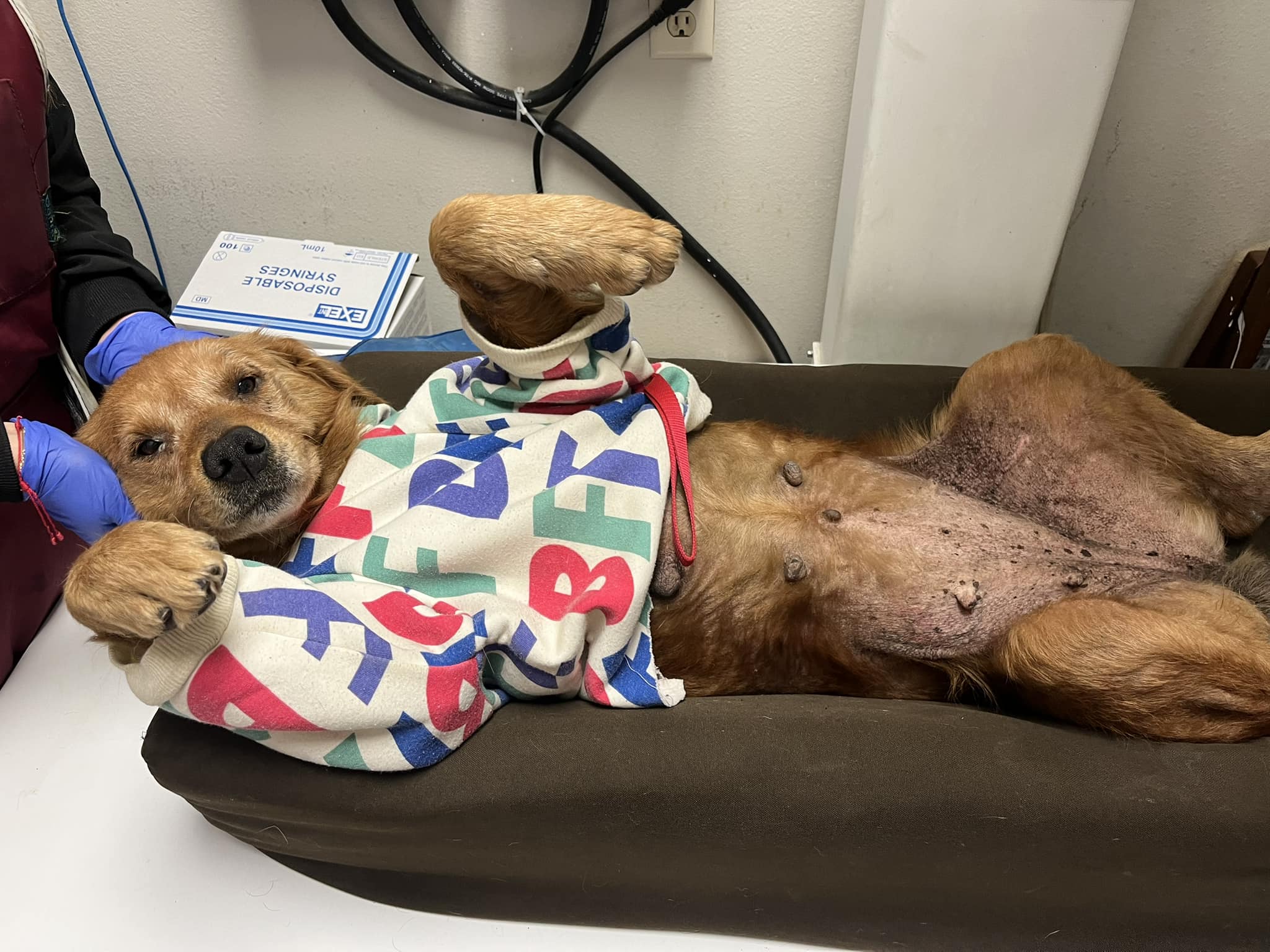 Heartbreaking: Puppy in desperate need left behind twice gets lucky and everyone has fallen in love with her Heartbreaking: Puppy in desperate need left behind twice gets lucky and everyone has fallen in love with her