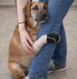 Overwhelmed but wanting to trust Texas shelter pup slowly warming up to show her gentle heart Overwhelmed but wanting to trust Texas shelter pup slowly warming up to show her gentle heart