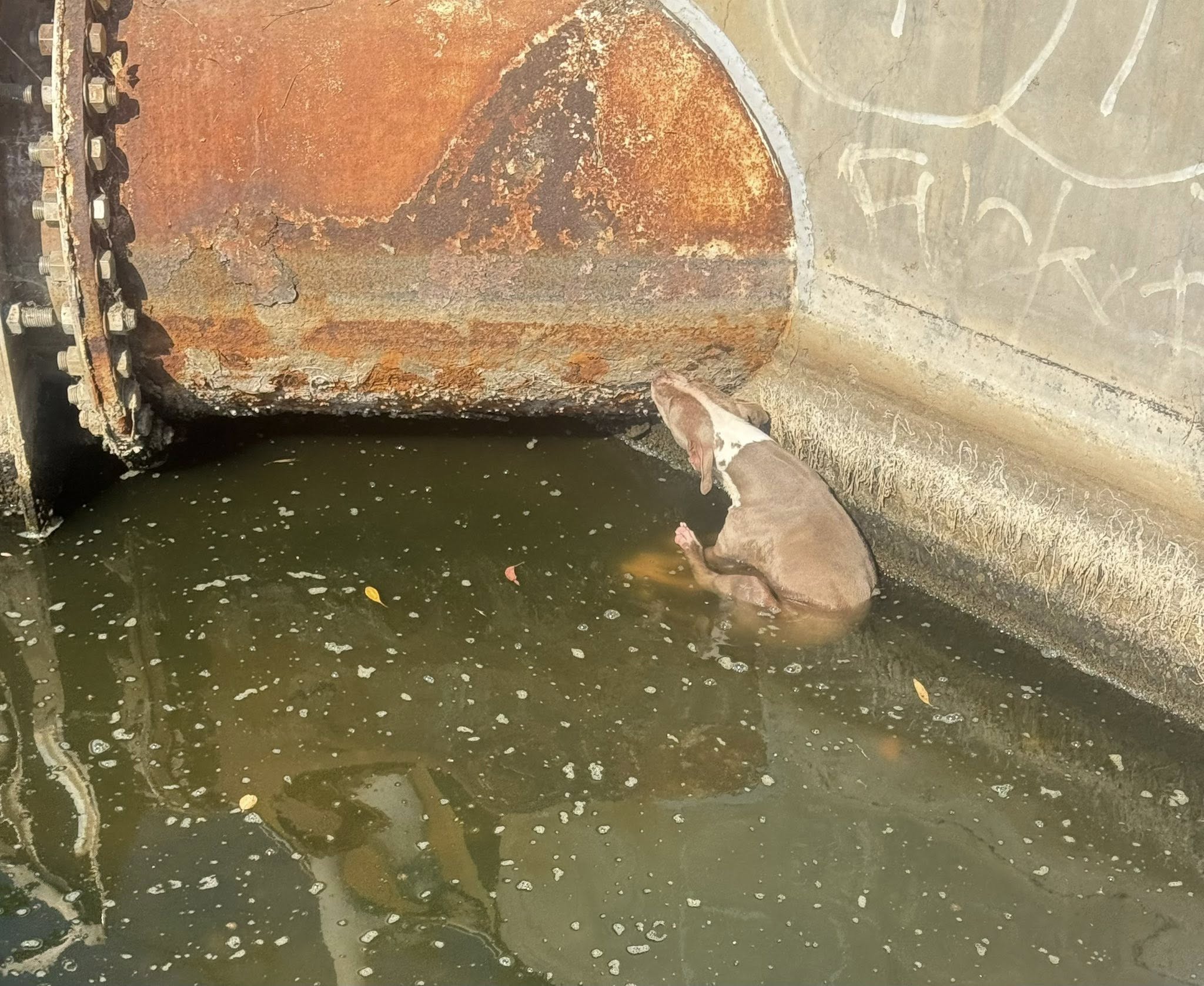 Pup trapped in canal along Port Hueneme rescued by heroic local authorities Pup trapped in canal along Port Hueneme rescued by heroic local authorities