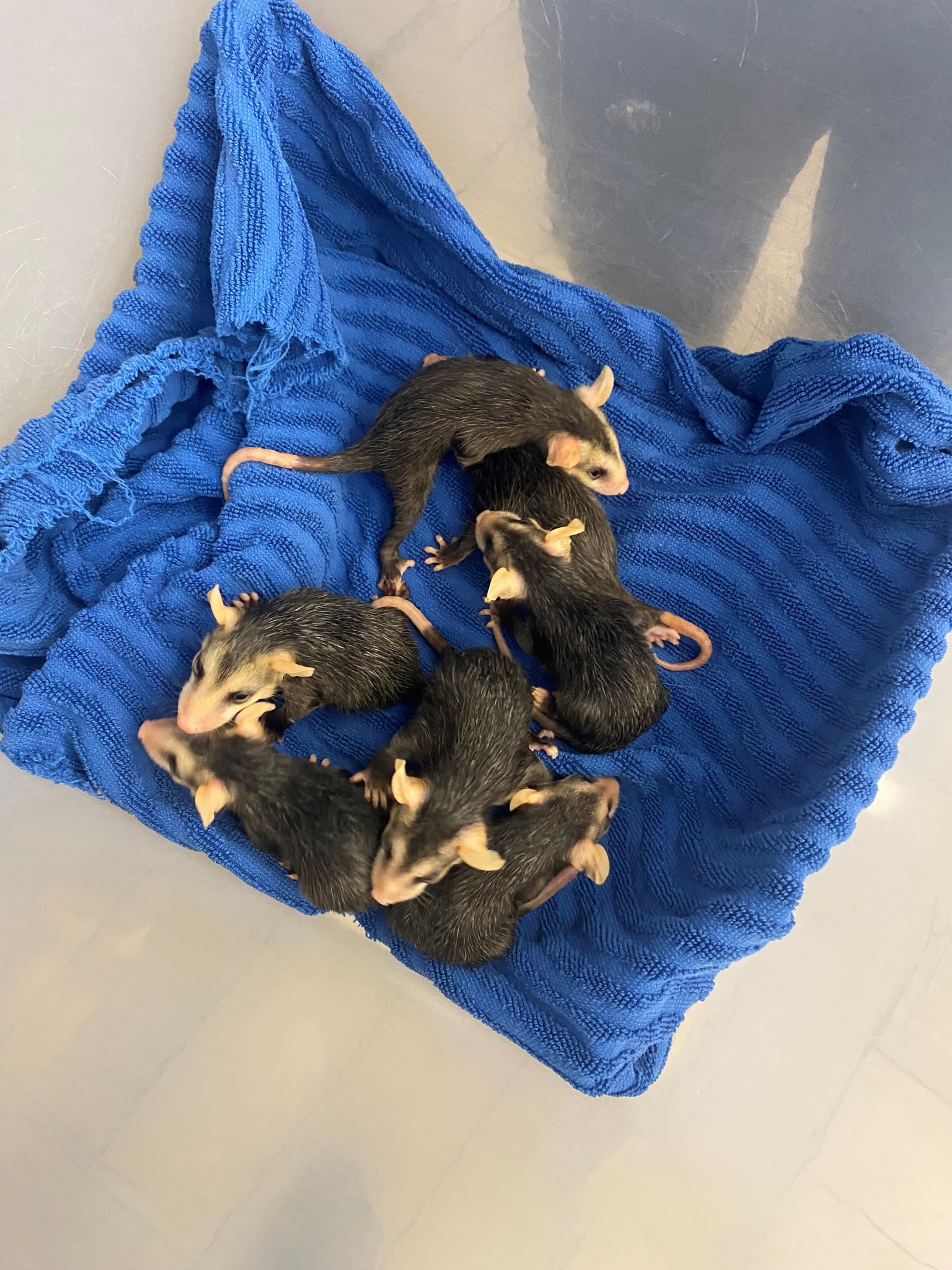 Heartwarming rescue of opossum babies by Florida deputy who spotted lifeless mom on side of road Heartwarming rescue of opossum babies by Florida deputy who spotted lifeless mom on side of road