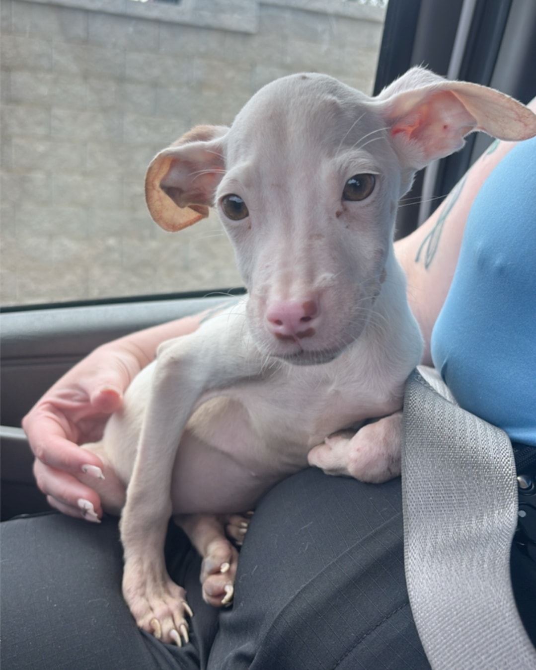 Cozy home needed for stray puppy that looks like a magical creature Cozy home needed for stray puppy that looks like a magical creature