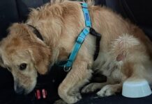 Dog trainer facing felony animal abuse charges after dogs suffered injuries